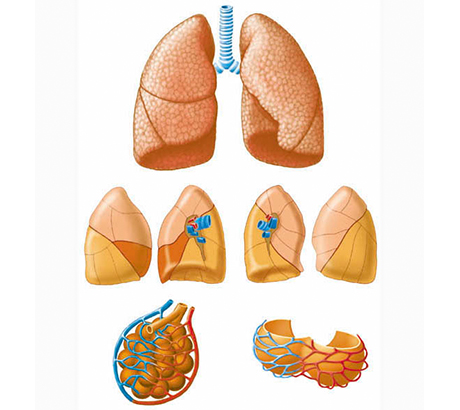 Medizin - Atmungsorgane und Fortpflanzung