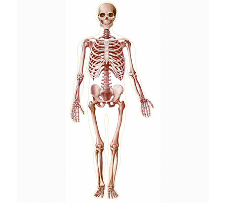 Medizin - Skelett